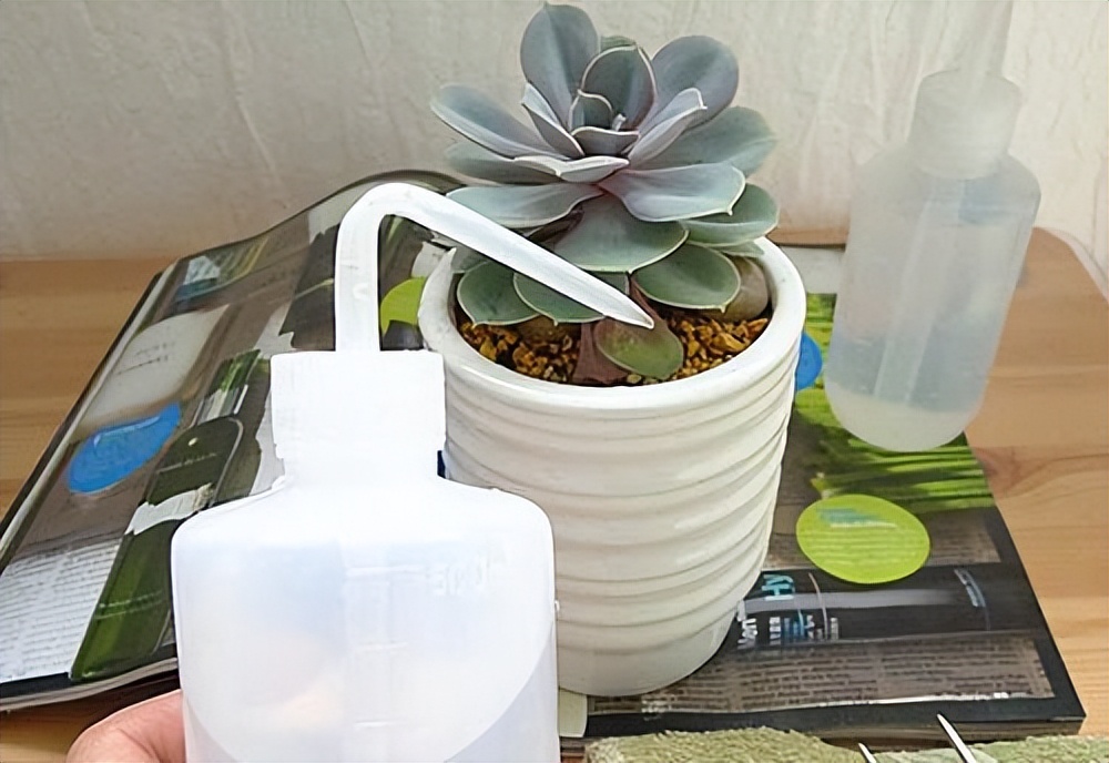 高温养兰注意事项,高温多肉怎么养