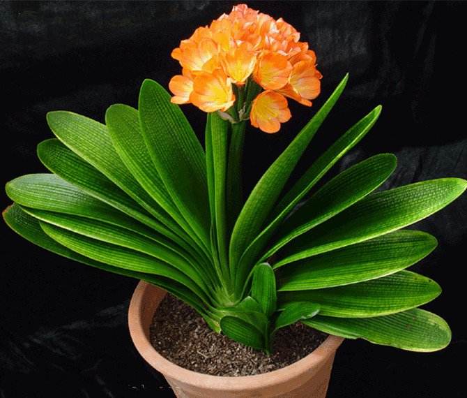 5种“旺宅花”，家里养一盆，全家运势旺，又漂亮又吉利