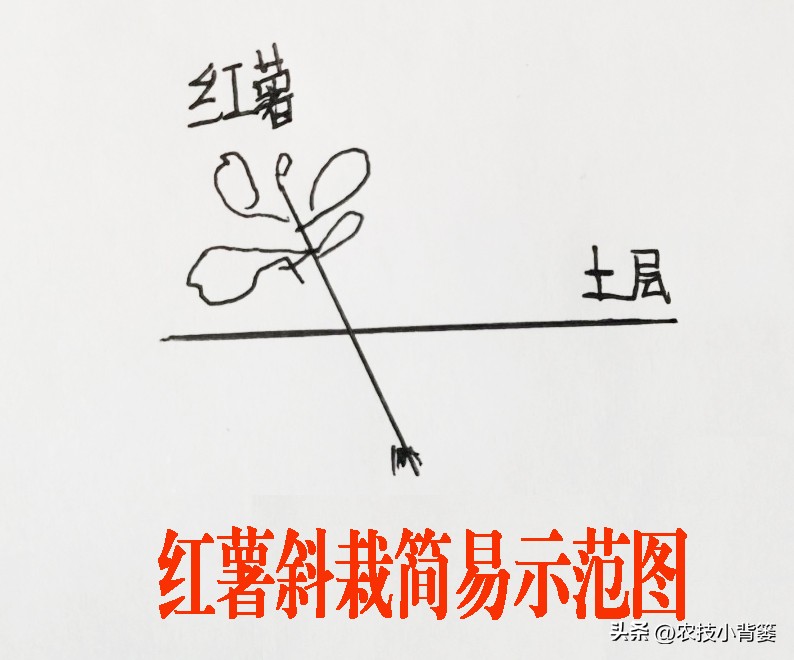 红薯栽培是斜插好还是平栽产量高,红薯藤育苗视频