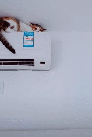 养猫有什么办法驱蚊子,养猫不可以用蚊香怎么驱蚊