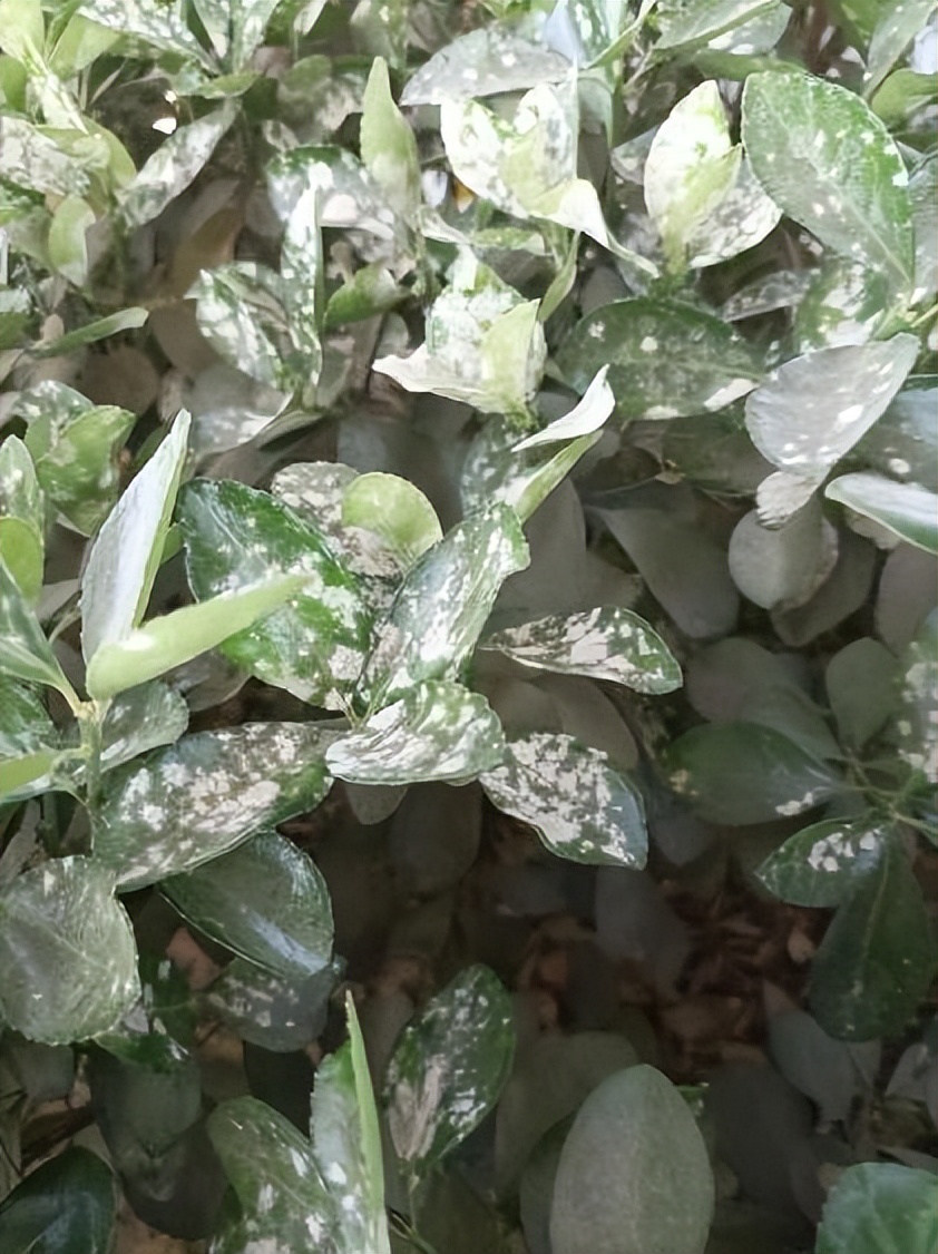 12月份园林绿化养护工作重点,元月份园林养护重点工作