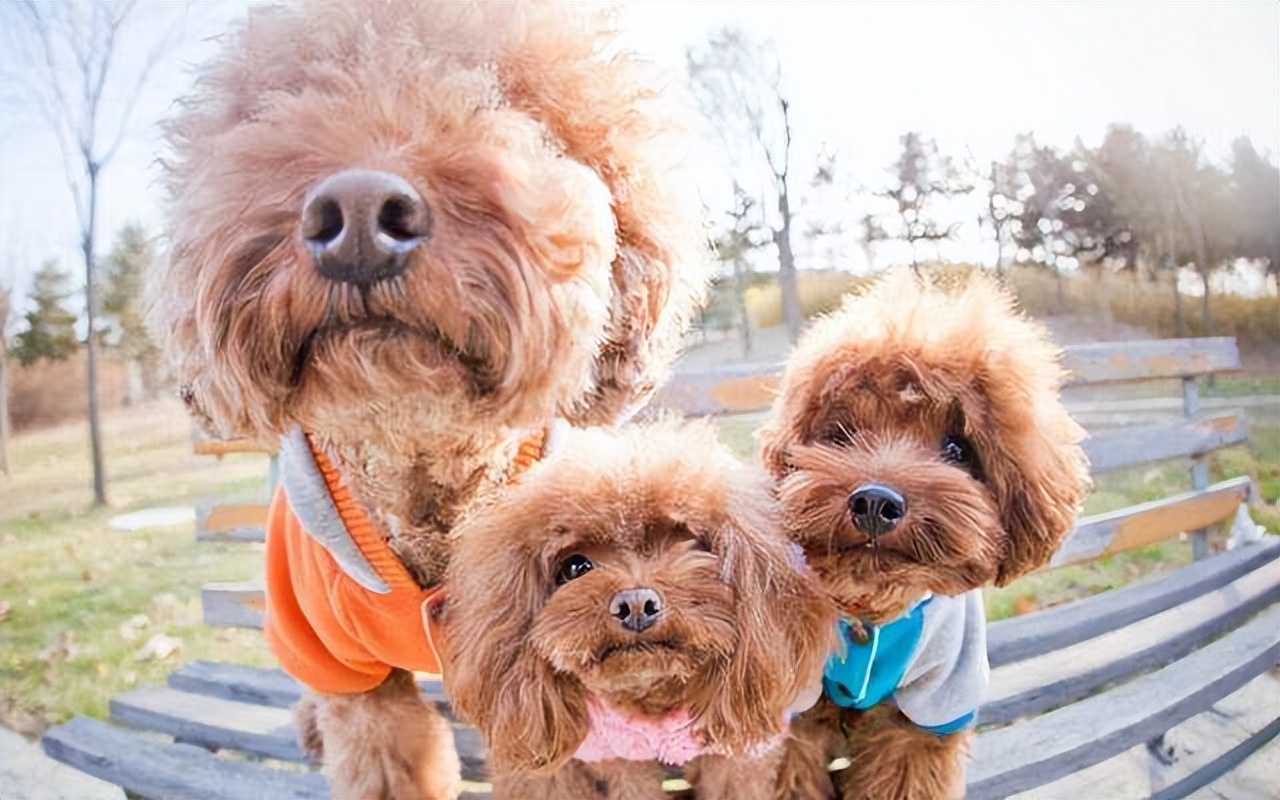 泰迪老了如何正确照顾,养泰迪之前主人得做好心理准备