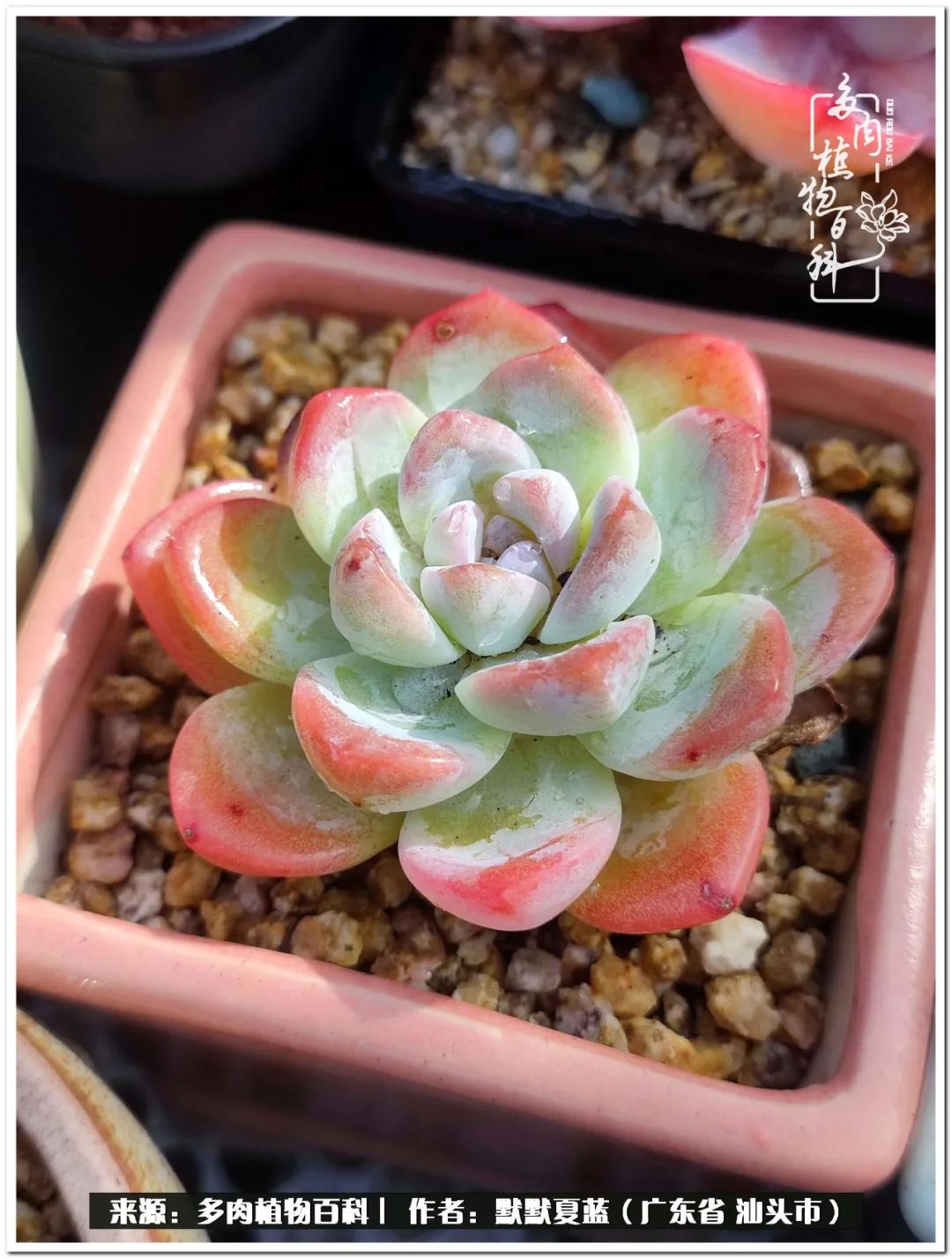 多肉虐我千百遍，我待多肉如初恋