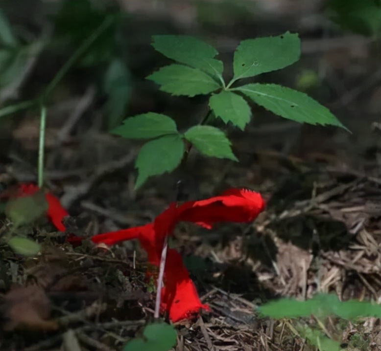 山东大妈人参,山东大妈家中人参值千万