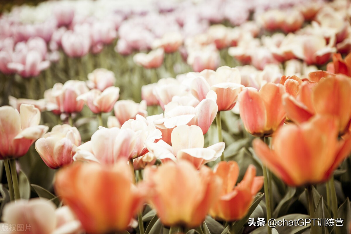 各类花种花语,情人节花语大全给女朋友送花必看
