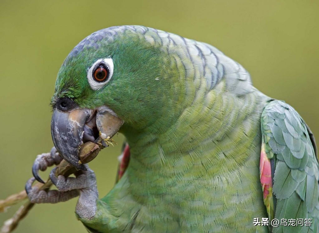 鹦鹉撞出脑震荡什么反应,牡丹鹦鹉脑震荡表现