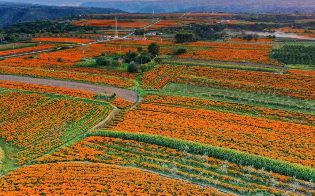 姚振杰庆城,庆城原县委书记姚振杰