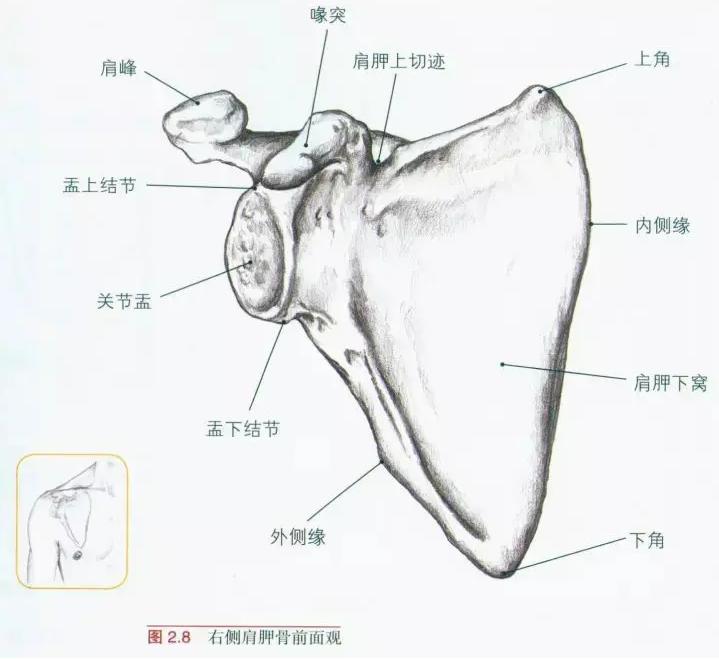 小说里的琵琶骨是什么,武侠小说琵琶骨