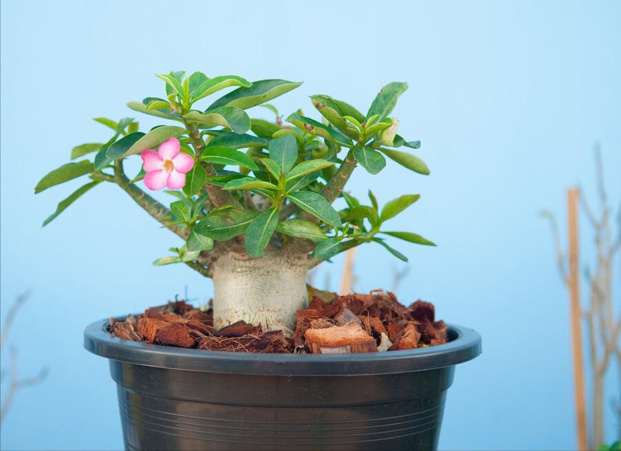 容易养的花苗而且开花时间长,10种公认最好养的花占地小