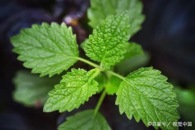 胃痛吃不下东西只能喝水,胃痛吃不下饭瘦了十几斤怎么回事