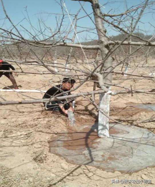 春季果园解冻水啥时浇,果树春天种植后多久浇一次水