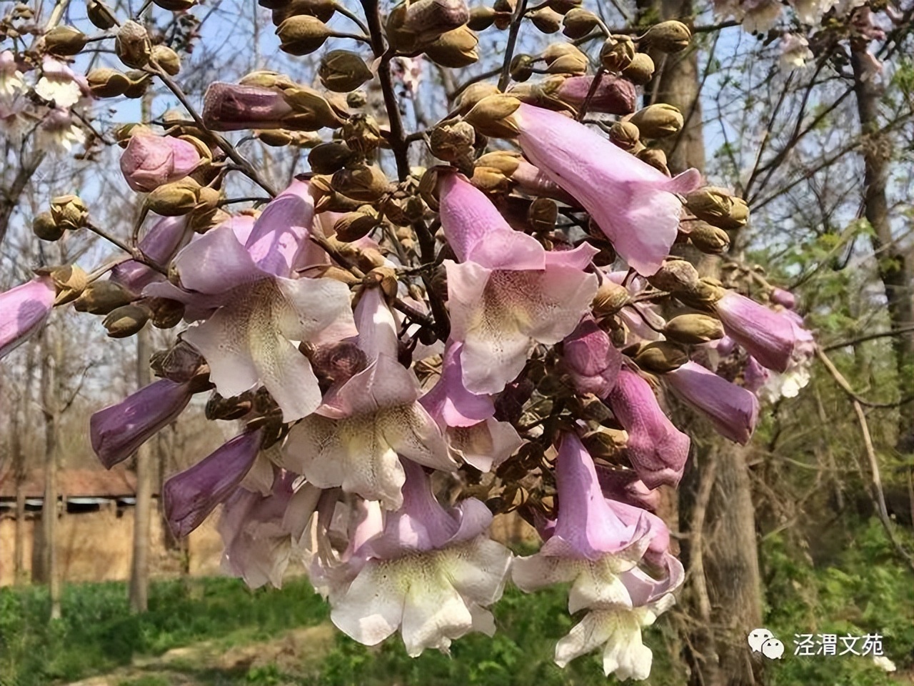 村前桐树花,芬芳吐芳香(散文)任天义
