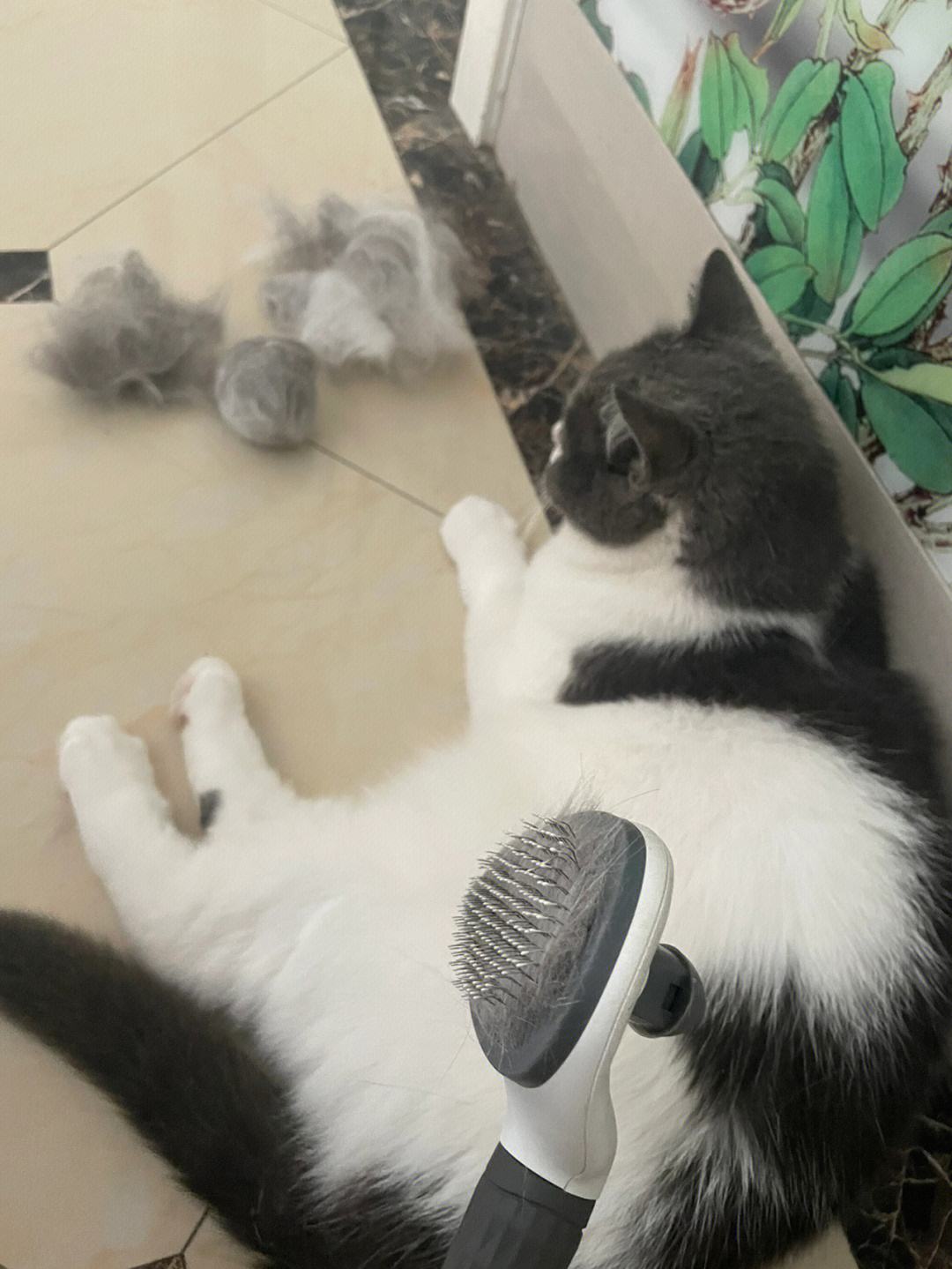 盘点那些特别反骨的猫,这6种猫堪称猫界渣王谁养谁吃亏