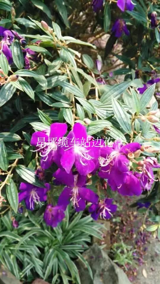 香港印象美食团购,香港印象租房