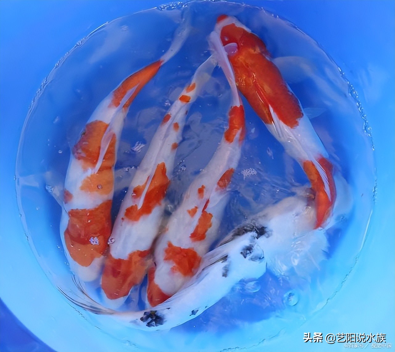 新手养锦鲤需要注意哪些事项,养锦鲤怎么养才最有效