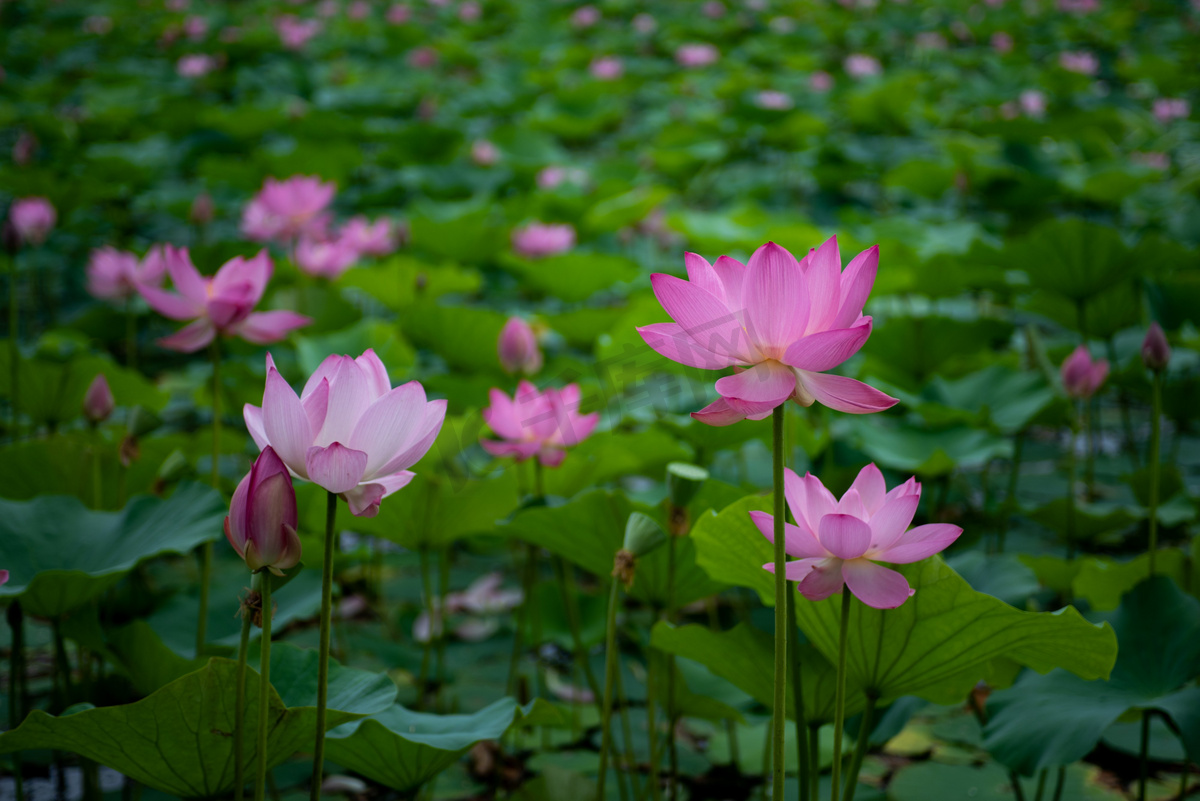 夏日荷花有多美,夏日的荷花有多美