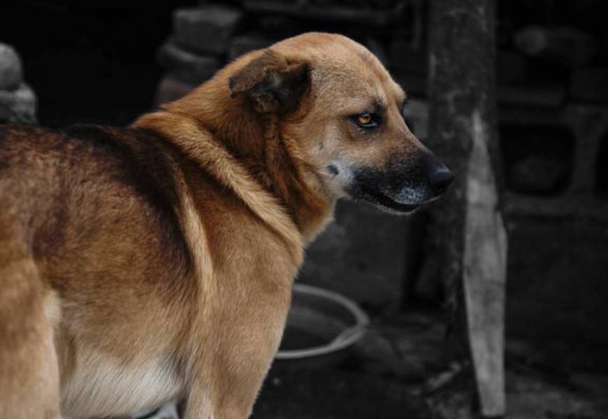 狗狗突然不行了抽搐咬舌头,狗狗这7种表现可能是在向你求救