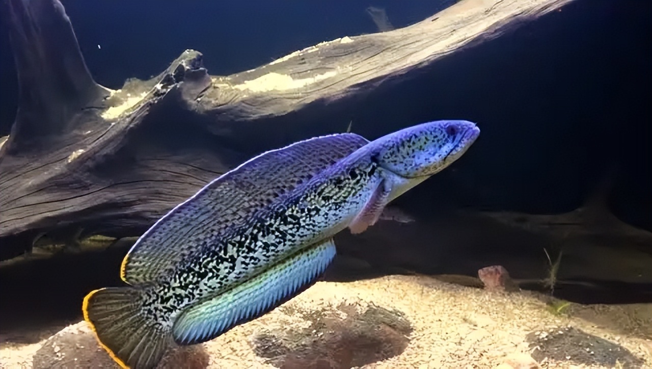 观赏鱼的饲养技巧和注意事项,观赏鱼饲养必备常识