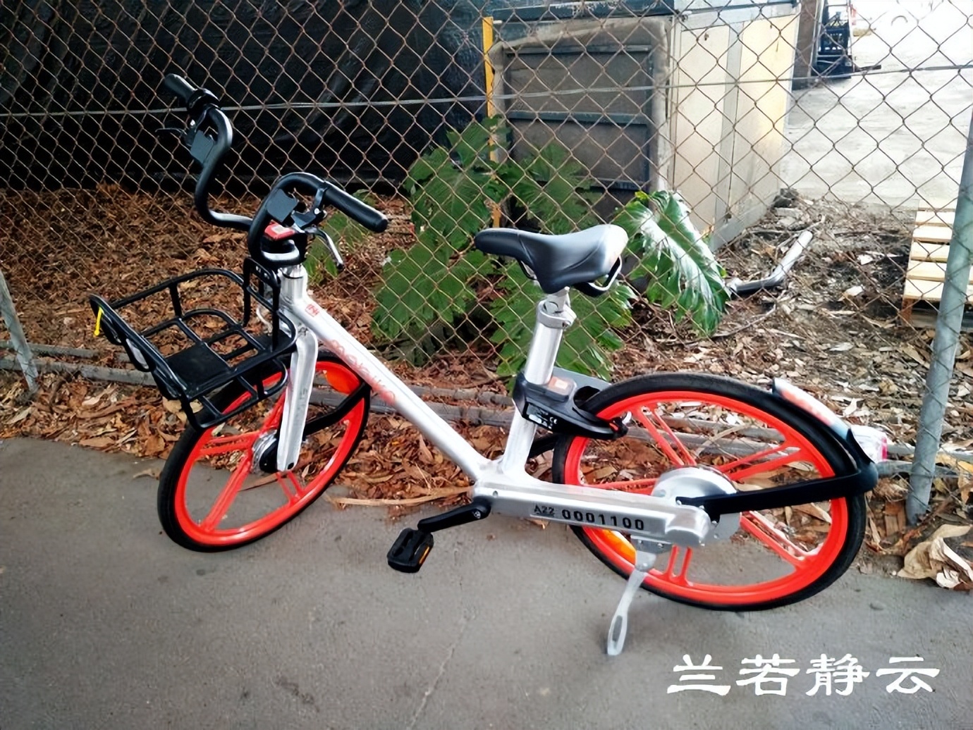 悉尼最大的海鲜鱼市场在哪里,海鲜市场澳洲龙虾