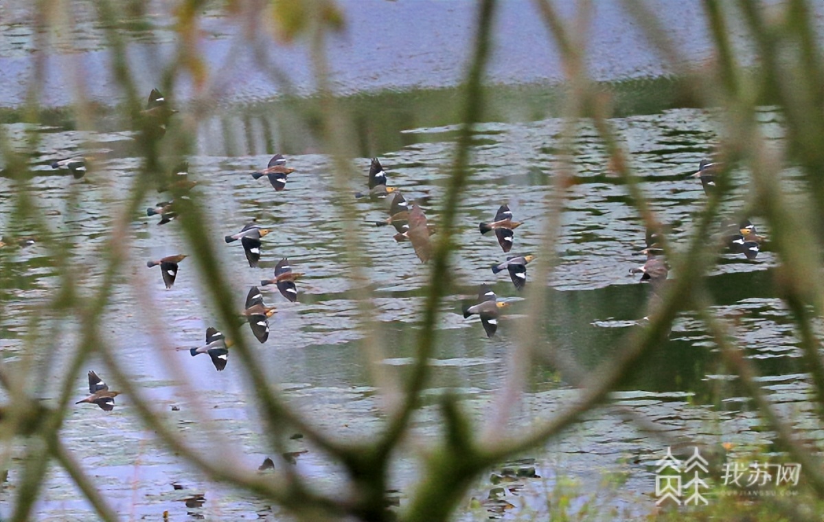 扬州北湖湿地森林公园,扬州北湖湿地公园最新报道