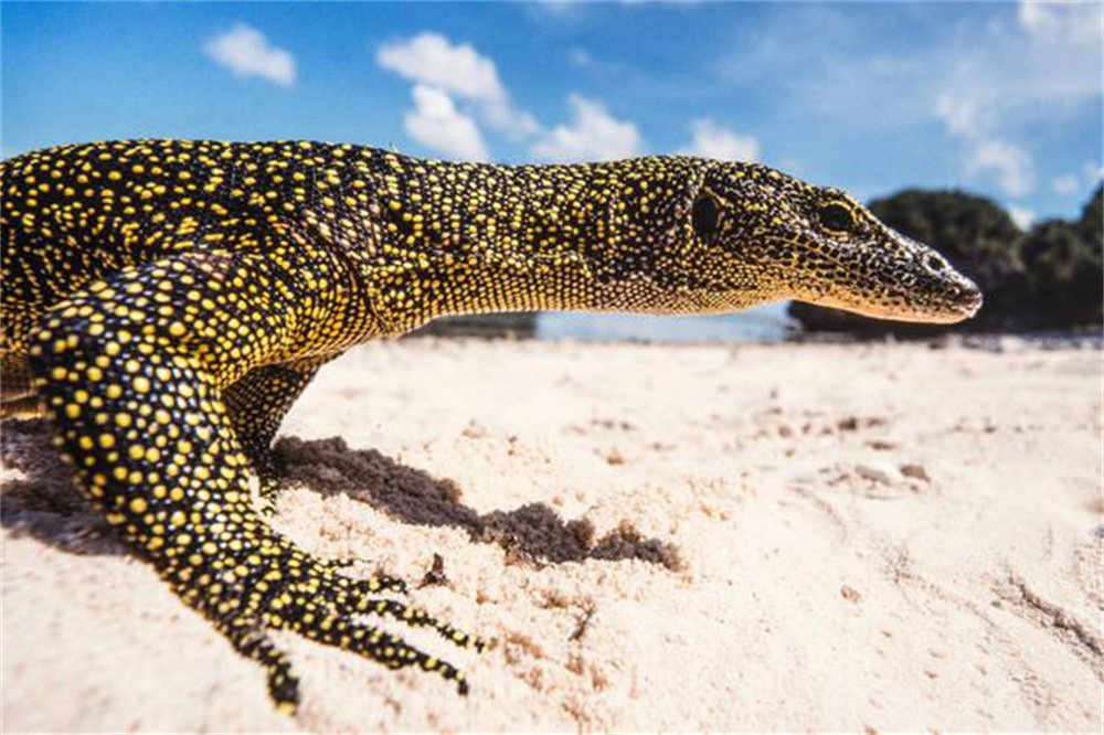 加蓬黑脸猩猩,加蓬长尾猴图片