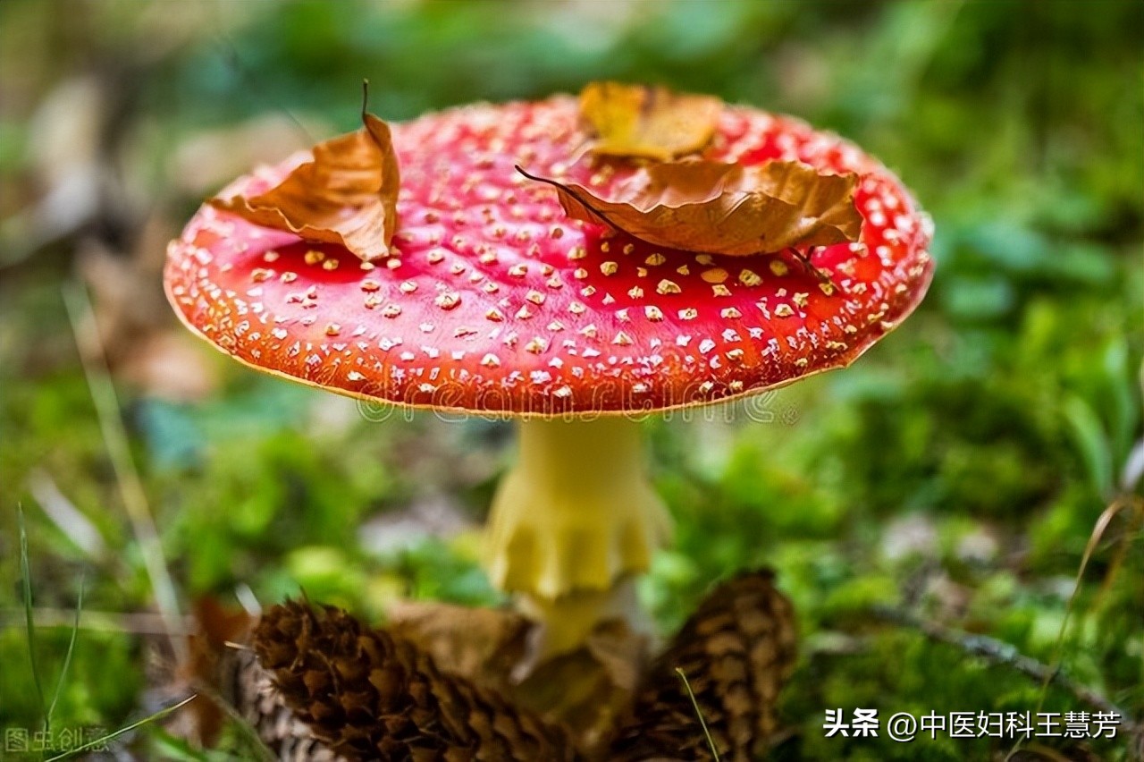 巧克力囊肿根治性手术,巧克力囊肿术后打六针后能备孕吗