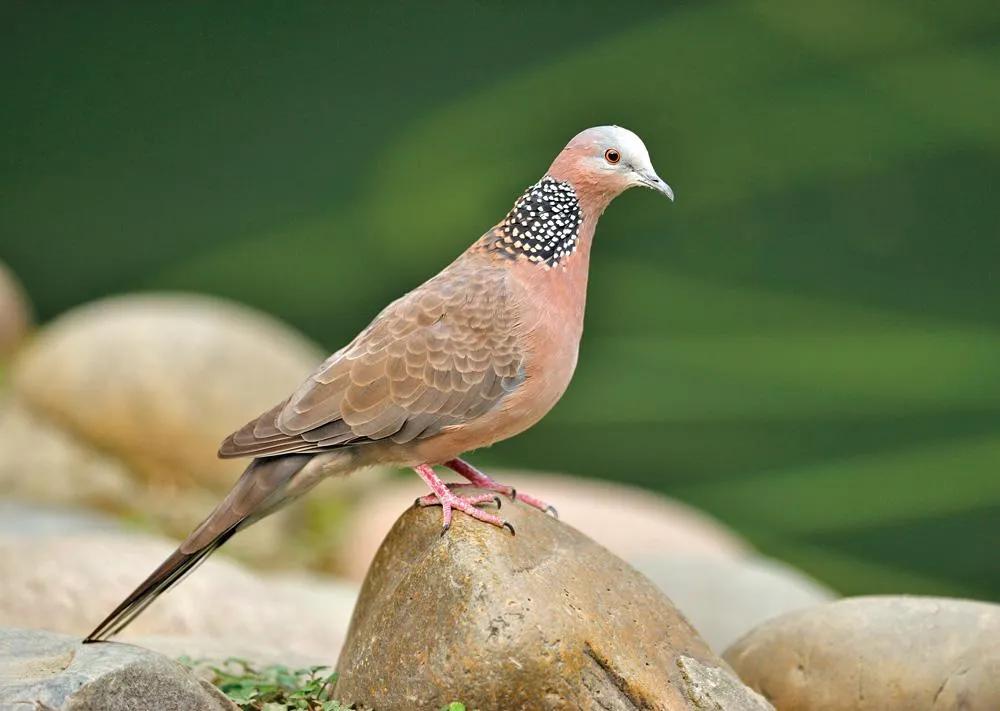 小区常见十种鸟,小区里黑色鸟一般是什么鸟