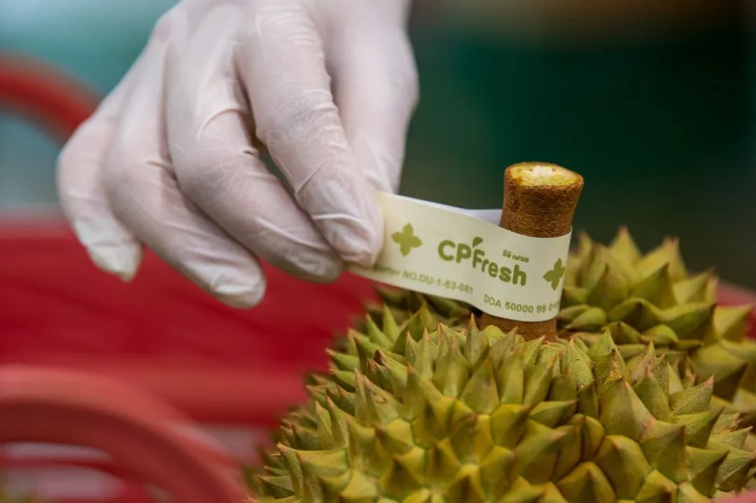 中国驻泰国大使韩志强考察正大集团CPFresh在泰重要水果合作伙伴