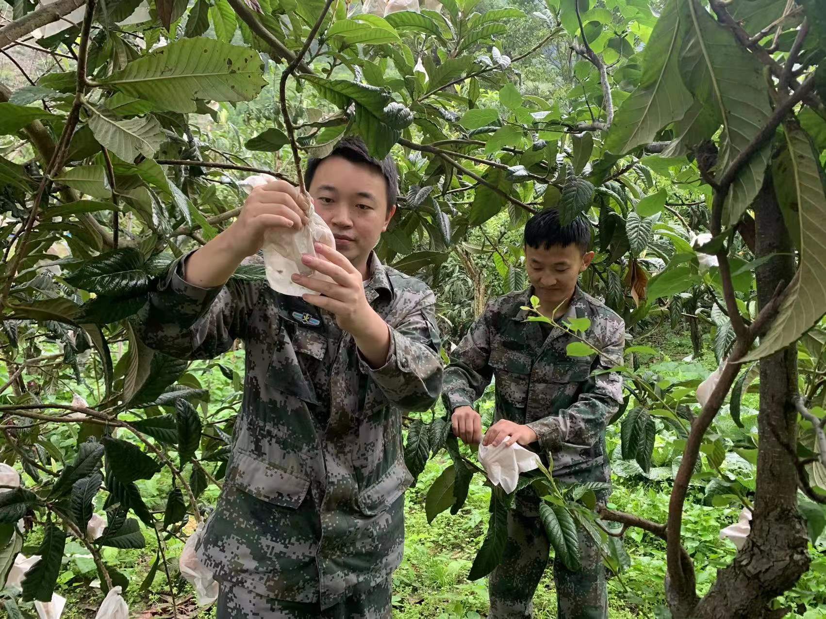 鍥涘窛闆呭畨鍦伴渿浜戝崡浜烘敹鏋囨澐,璧堢伨瀹濆叴鏋囨澐