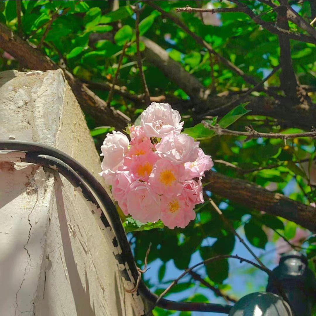 比德芙更丝滑的歌,比德芙还丝滑的修正带