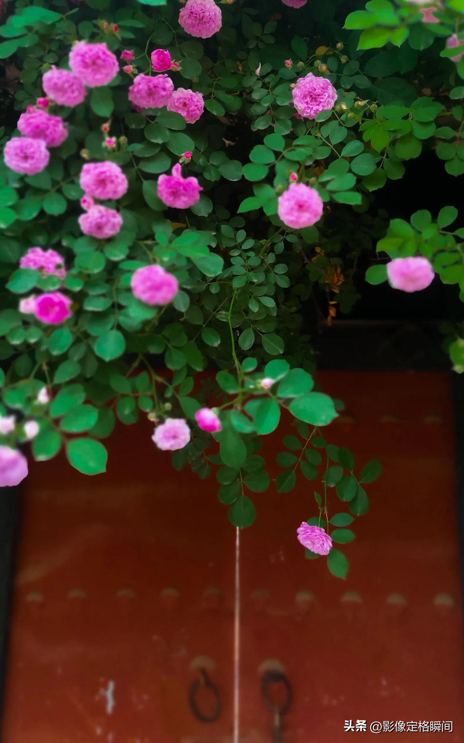 用什么模式拍出来的花更好看,用手机给花拍照怎么拍出高级感