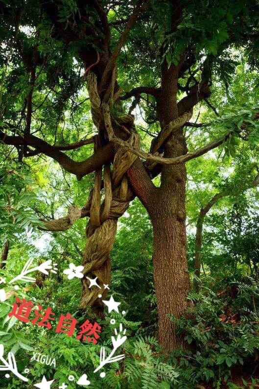 乐只君子福履践之的意思,诗经中有故事的成语有哪些