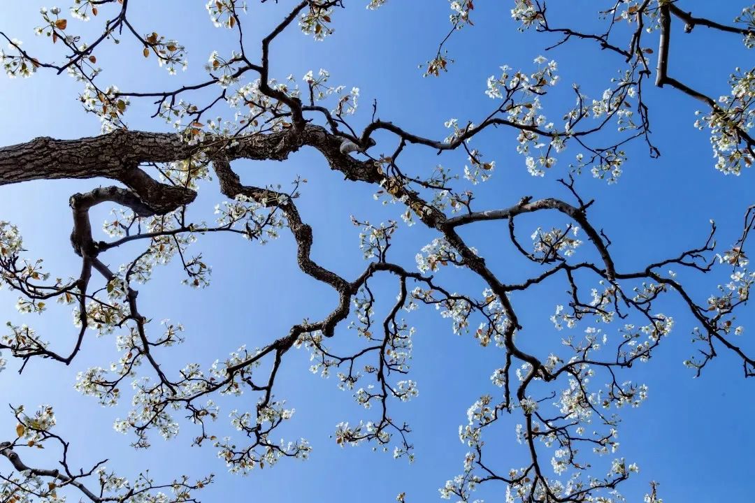 理性观战世界杯,世界杯已备好看球攻略