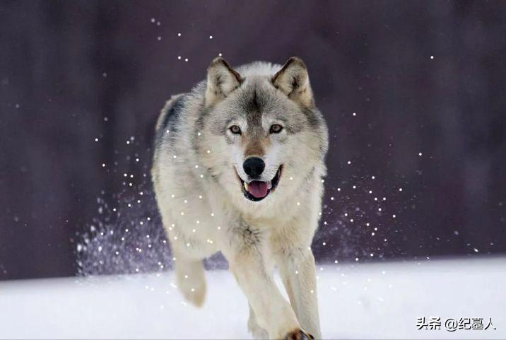 64年勘测队遭遇凶猛狼群，战士心软投喂食物，头狼带群狼前来报恩