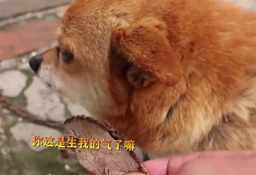 歪厨子余小二央视,歪厨子余小二靠啥爆火