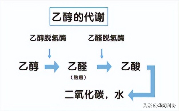 一喝酒就变了一个人,喝一口酒脸红酒量差