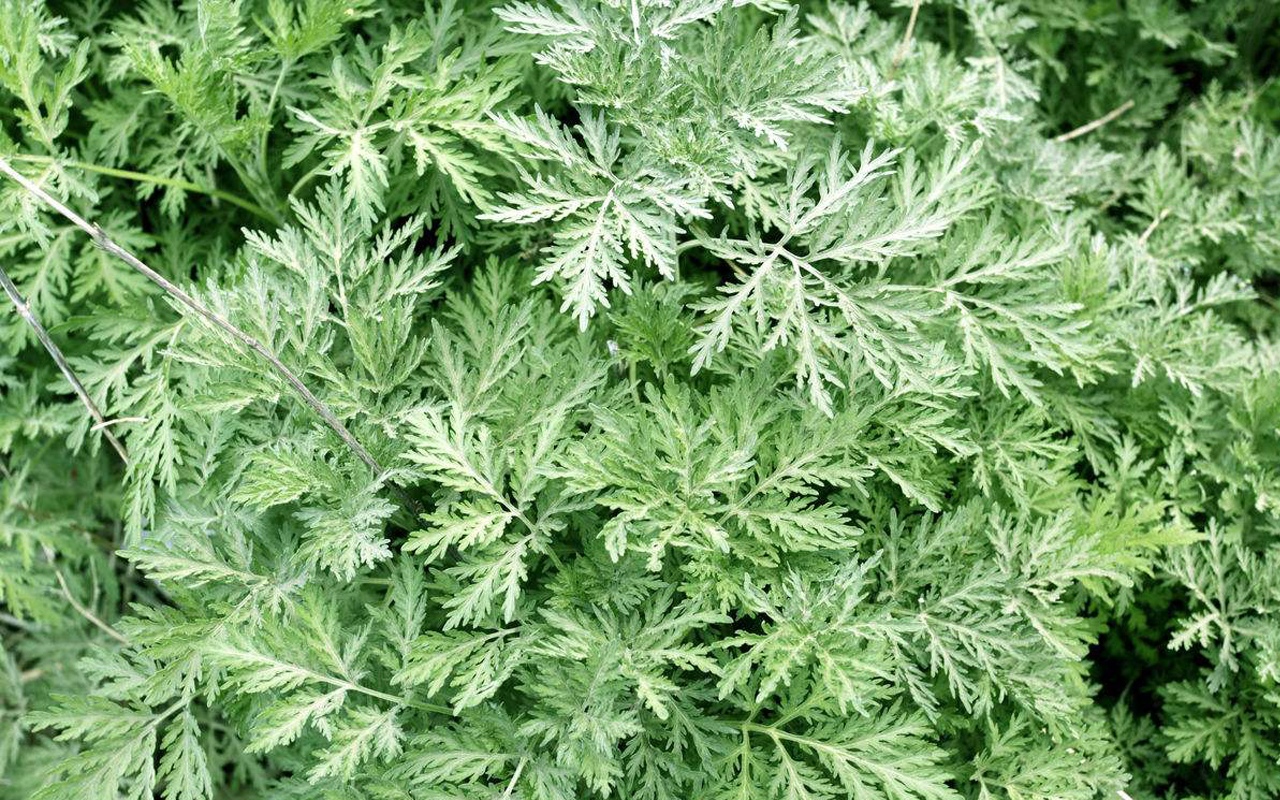 大米放在米桶里会生虫吗,防米虫米桶为什么还会生虫