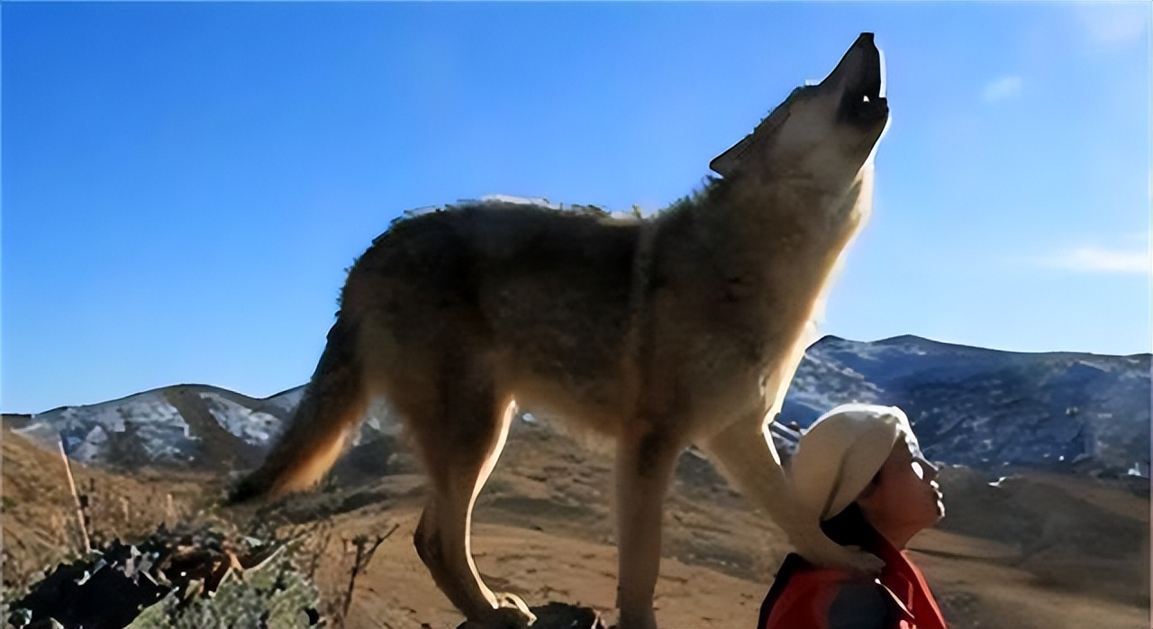 成都画家在草原写生收养狼的故事,成都女青年画家意外收养一只幼狼