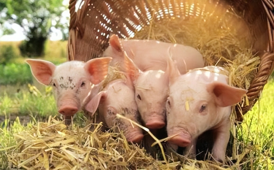 猪不吃食有精神躺着怎么办,猪没精神不吃料什么情况用什么药