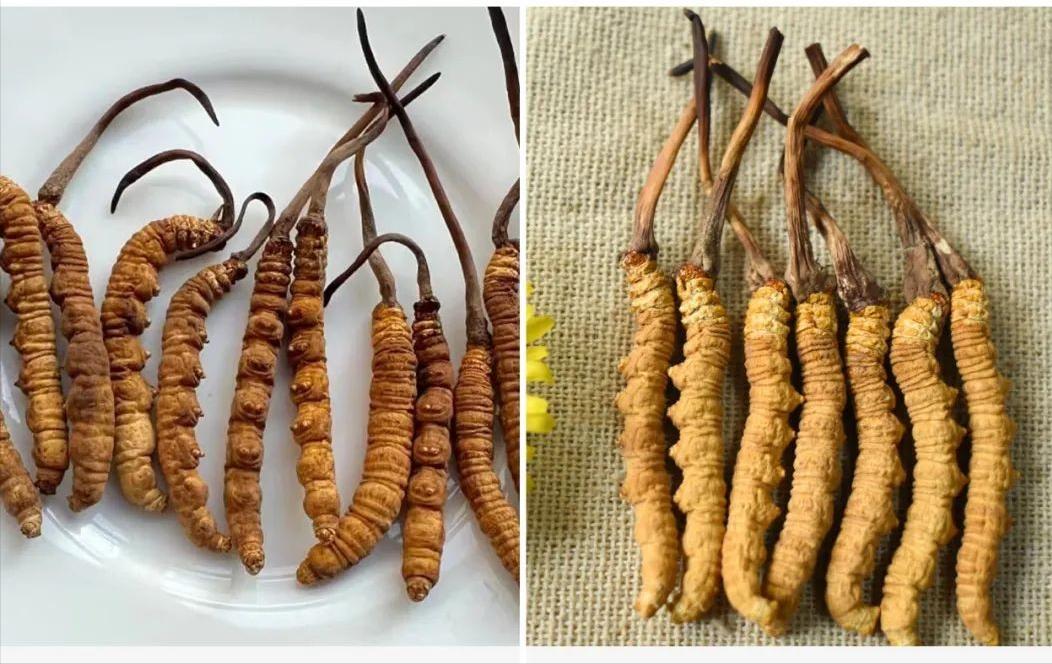 人工虫草和野生虫草的区别「兰青生物」