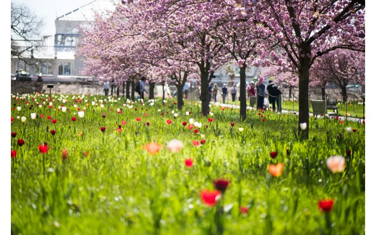 伦敦3月樱花,伦敦樱花季