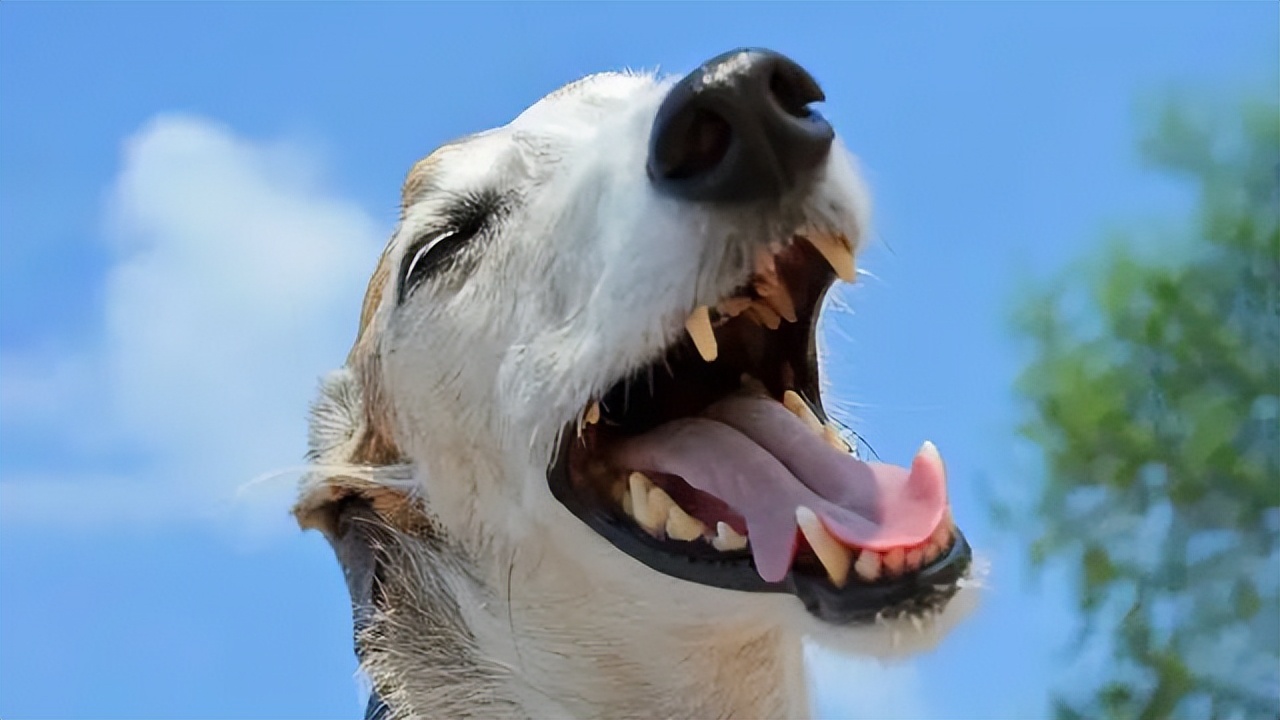 狗狗打喷嚏咳嗽干呕是咋回事,狗狗咳嗽干呕打喷嚏症状