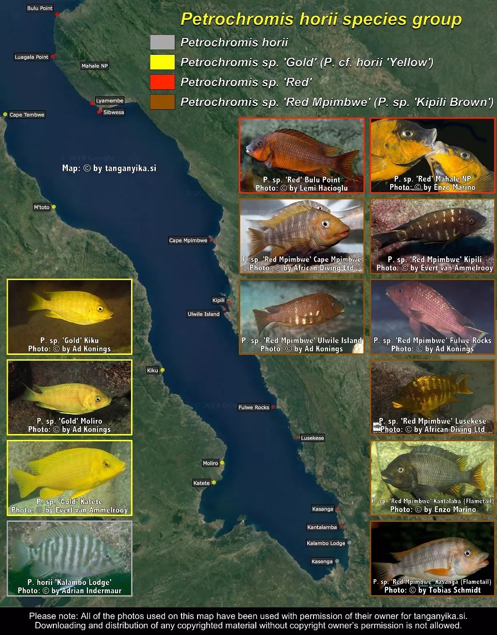 三湖慈鲷杂鲷品种图鉴大全,三湖慈鲷最好看的十种马鲷