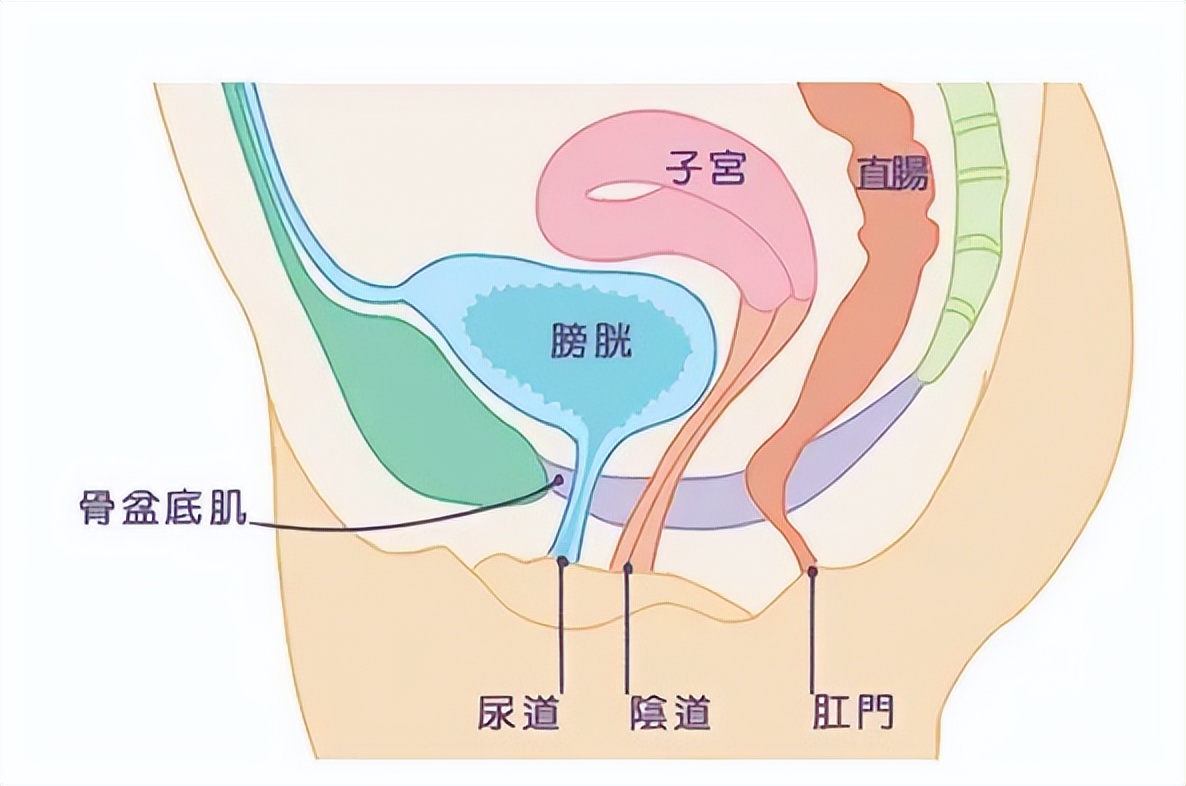 【科普】5岁时一场车祸,让她“尿”出月经、无法*生活性**...5小时手术重建盆底,终获新生!