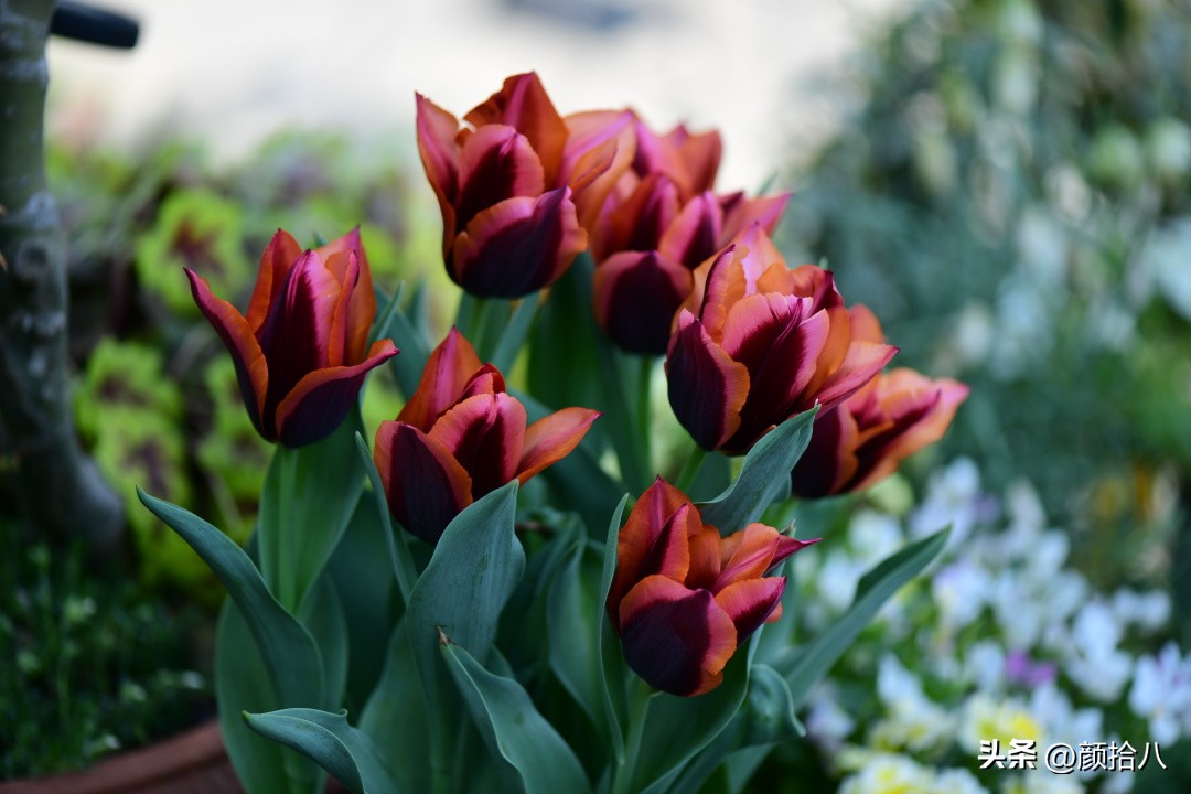 盘点今年河马花园里最美的几款郁金香|园丁