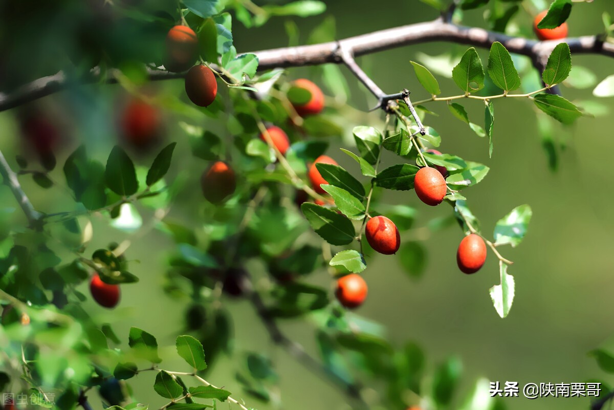 门前树不能乱,门前种的树风水好吗