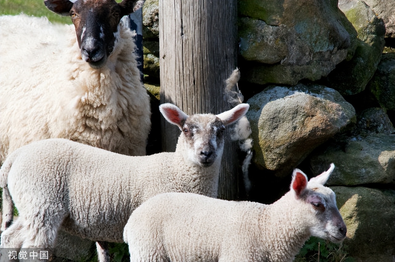猪口蹄疫最好的治疗方法和特效药,口蹄疫紧急治疗和预防猪口蹄疫