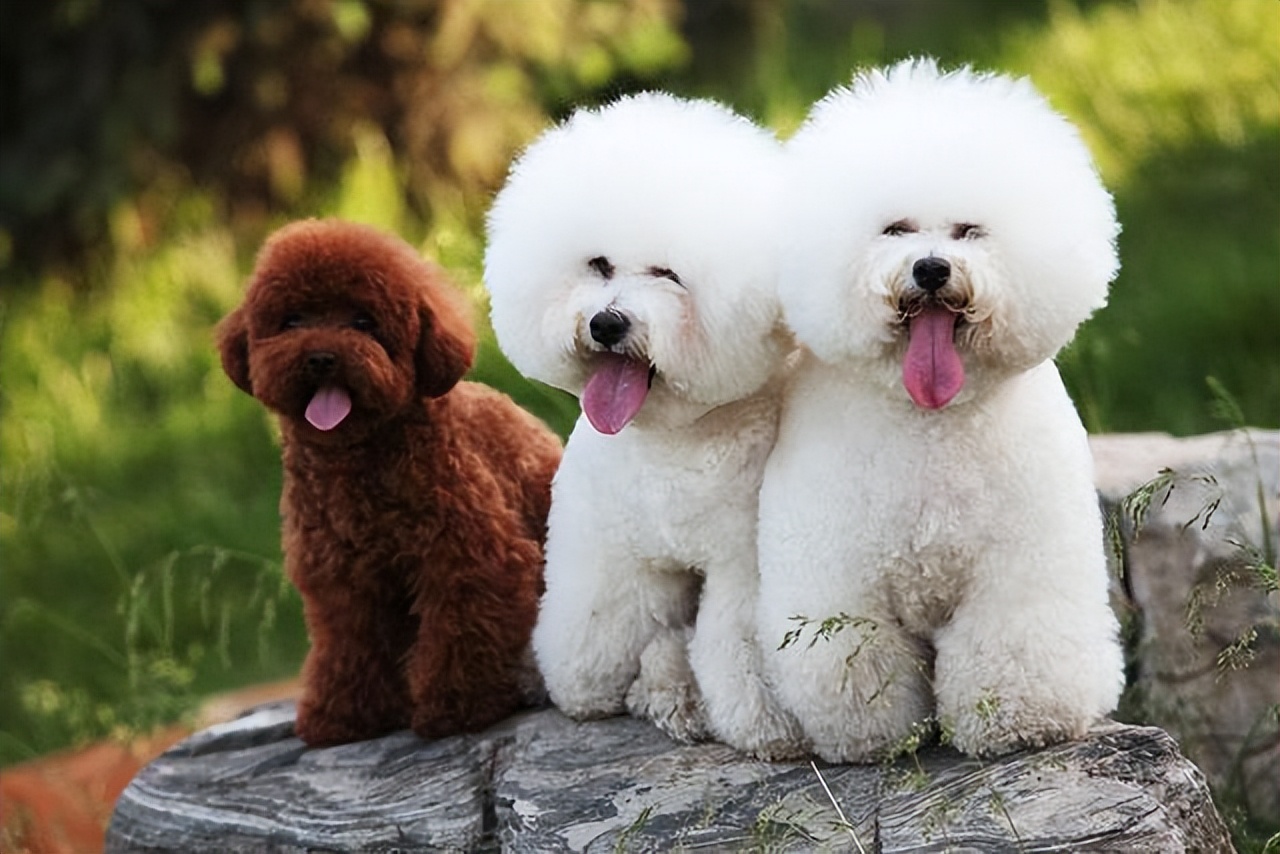 比熊和泰迪哪只最好,比熊vs泰迪哪个最适合学生养