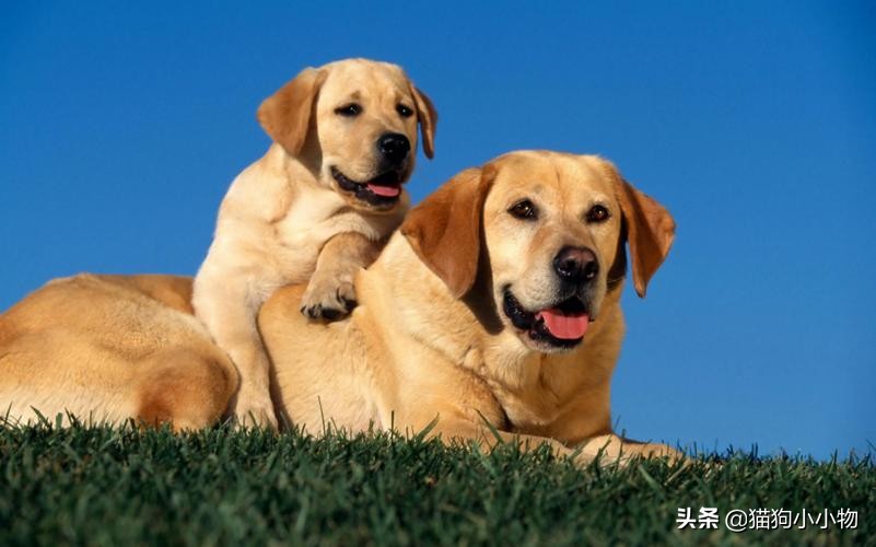 狗狗常见的4种“交配”方式，网友直呼：绝了