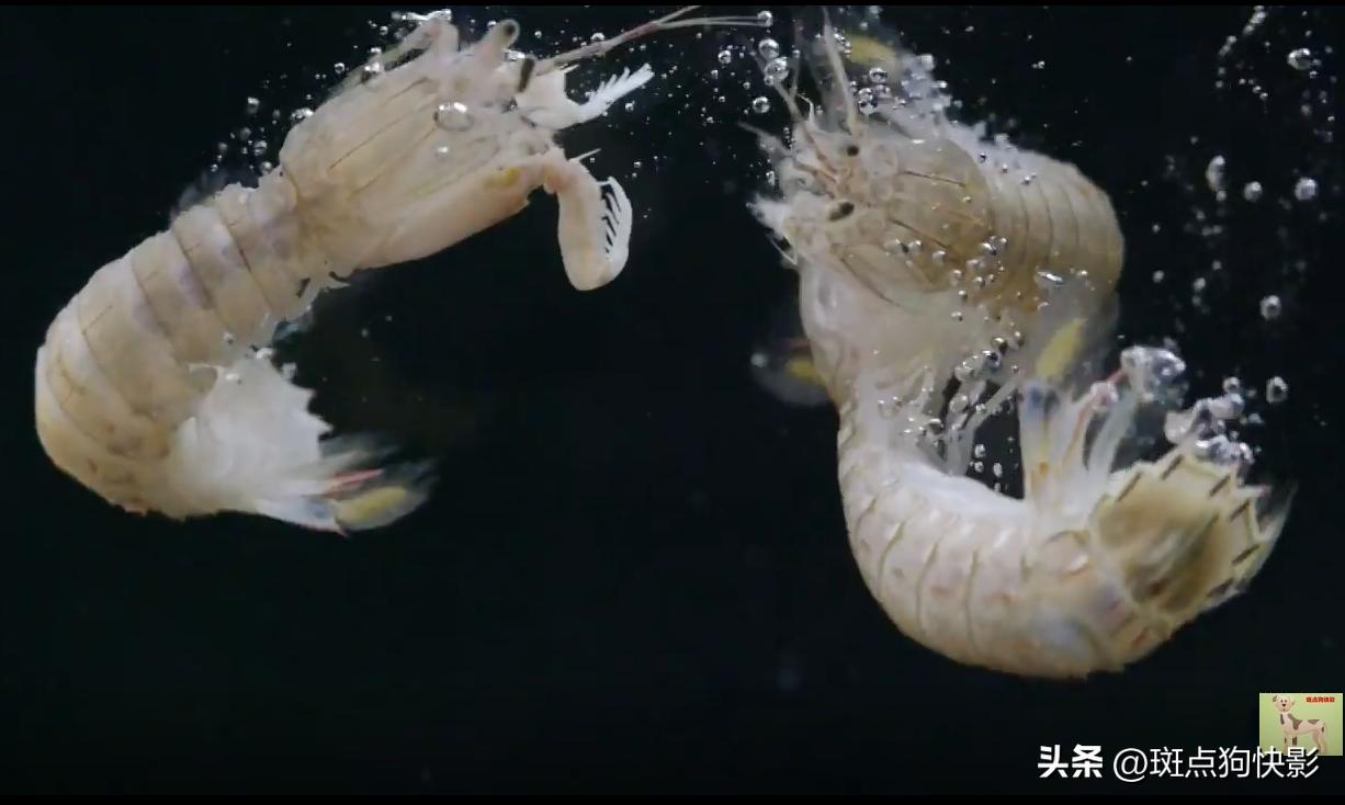 舟山海鲜面自带海鲜,舟山海鲜面舌尖上的中国